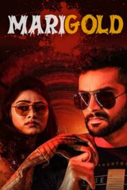 Marigold (2024) Hindi WEB-DL – 1080p, 720p, 480p | Free Download